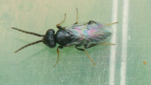 Réf. 264 365 : Neodryinus typhlocybae